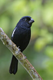 Image. Cuban Bullfinch