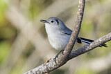 Image. Cuban Gnatcatcher