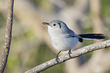 Image. Cuban Gnatcatcher