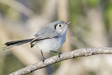 Image. Cuban Gnatcatcher