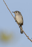 Image. Cuban Gnatcatcher