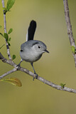 Image. Cuban Gnatcatcher