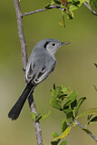 Image. Cuban Gnatcatcher