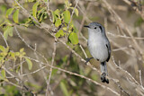 Image. Cuban Gnatcatcher