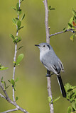 Image. Cuban Gnatcatcher