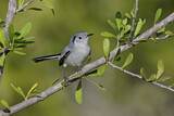 Image. Cuban Gnatcatcher