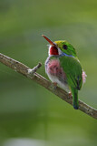 Image. Cuban Tody