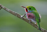 Image. Cuban Tody