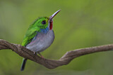 Image. Cuban Tody