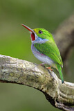 Image. Cuban Tody