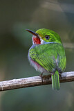 Image. Cuban Tody