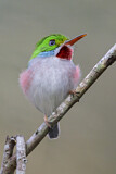 Image. Cuban Tody