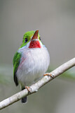 Image. Cuban Tody