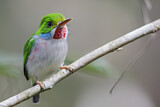 Image. Cuban Tody