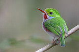 Image. Cuban Tody