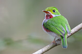 Image. Cuban Tody