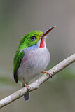 Image. Cuban Tody