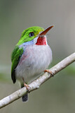 Image. Cuban Tody