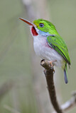 Image. Cuban Tody