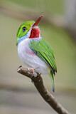 Image. Cuban Tody