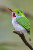 Image. Cuban Tody