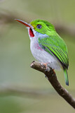 Image. Cuban Tody