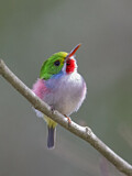 Image. Cuban Tody