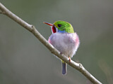 Image. Cuban Tody