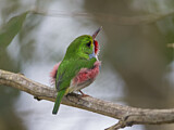 Image. Cuban Tody