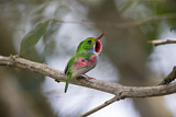 Image. Cuban Tody