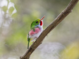 Image. Cuban Tody