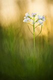 Image. Cuckoo Flower 