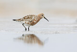 Image. Curlew Sandpiper