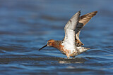 Image. Curlew Sandpiper