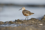 Image. Curlew Sandpiper