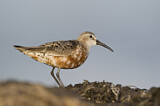 Image. Curlew Sandpiper