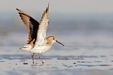 Image. Curlew Sandpiper