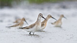 Image. Curlew Sandpiper