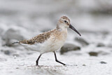 Image. Curlew Sandpiper