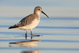 Image. Curlew Sandpiper