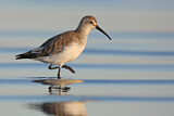 Image. Curlew Sandpiper
