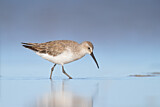 Image. Curlew Sandpiper