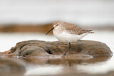 Image. Curlew Sandpiper