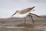 Image. Curlew Sandpiper