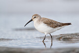 Image. Curlew Sandpiper