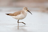 Image. Curlew Sandpiper