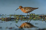 Image. Curlew Sandpiper