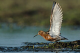 Image. Curlew Sandpiper