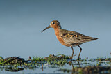 Image. Curlew Sandpiper