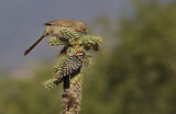 Image. Curve-billed Thrasher & Ladder-backed Woodpecker